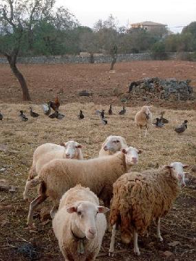 Ferienhaus in campos (Mallorca) oder Ferienwohnung oder Ferienhaus
