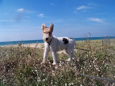 Ferienhaus in Lindbergh-PLage (Manche) oder Ferienwohnung oder Ferienhaus