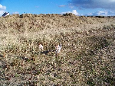 Ferienhaus in Lindbergh-PLage (Manche) oder Ferienwohnung oder Ferienhaus