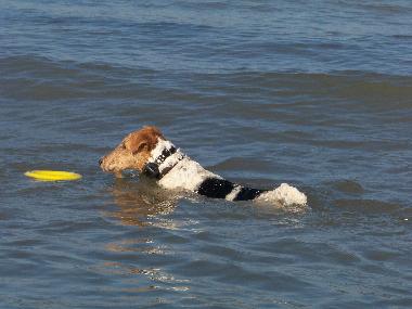 Ferienhaus in Lindbergh-PLage (Manche) oder Ferienwohnung oder Ferienhaus