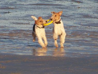 Ferienhaus in Lindbergh-PLage (Manche) oder Ferienwohnung oder Ferienhaus
