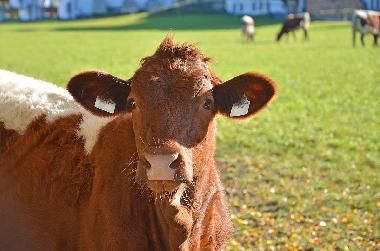 Ferienwohnung in Flachau (Pinzgau-Pongau) oder Ferienwohnung oder Ferienhaus