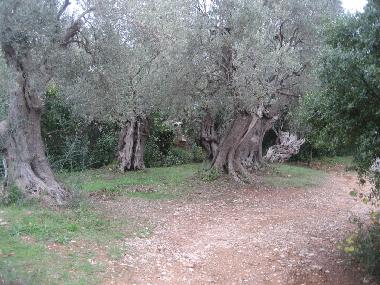 Ferienhaus in Paltsi (Magnisia) oder Ferienwohnung oder Ferienhaus
