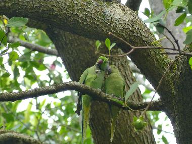 Ferienhaus in Beruwala (Kalutara) oder Ferienwohnung oder Ferienhaus