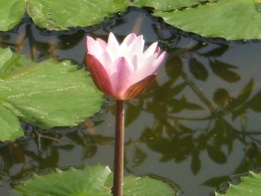 Hotel in Bentota (Galle) oder Ferienwohnung oder Ferienhaus