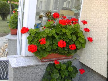 Ferienwohnung in B�k (Vas) oder Ferienwohnung oder Ferienhaus