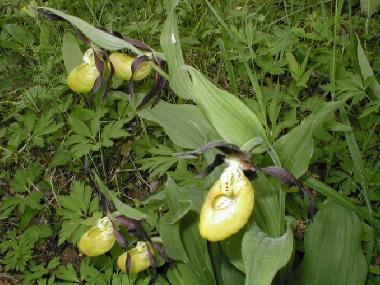 Ferienhaus in at sea (Saaremaa) oder Ferienwohnung oder Ferienhaus