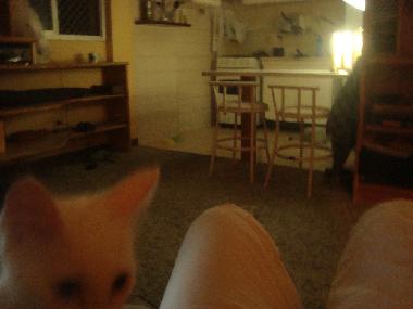 Ferienwohnung in S�o Paulo (Sao Paulo) oder Ferienwohnung oder Ferienhaus