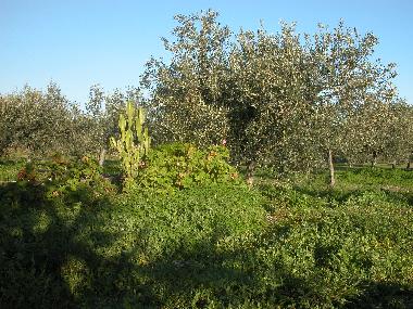 Ferienhaus in Orosei (Nuoro) oder Ferienwohnung oder Ferienhaus