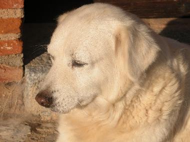 Ferienhaus in Orosei (Nuoro) oder Ferienwohnung oder Ferienhaus