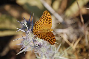 Ferienhaus in Kotronas (Lakonia) oder Ferienwohnung oder Ferienhaus