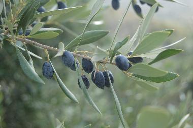 Ferienhaus in Kotronas (Lakonia) oder Ferienwohnung oder Ferienhaus