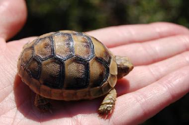Ferienhaus in Kotronas (Lakonia) oder Ferienwohnung oder Ferienhaus