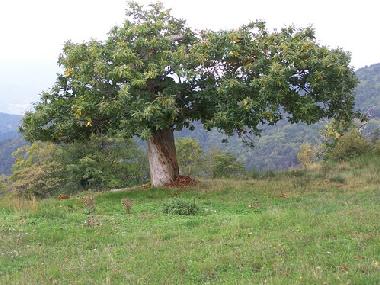 Ferienwohnung in saint pierreville (Ard�che) oder Ferienwohnung oder Ferienhaus