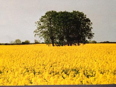 Ferienhaus in Kronsgaard (Ostsee-Festland) oder Ferienwohnung oder Ferienhaus