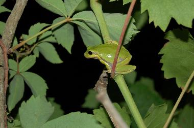Villa in preveza (Preveza) oder Ferienwohnung oder Ferienhaus
