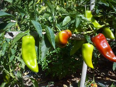 Villa in preveza (Preveza) oder Ferienwohnung oder Ferienhaus