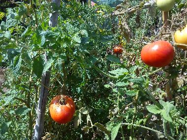 Villa in preveza (Preveza) oder Ferienwohnung oder Ferienhaus