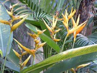 �ppiger Garten rund ums Haus