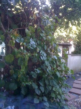 Kletterhortensie im Kieselgarten