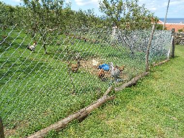 Ferienhaus in Quatro Ribeiras, Praia da Vit�ria (Azoren) oder Ferienwohnung oder Ferienhaus