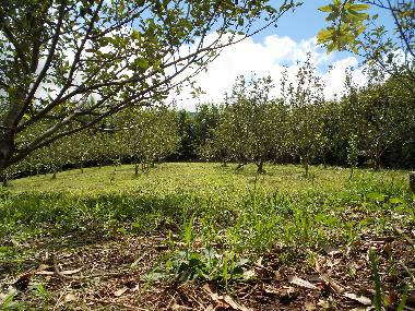 Ferienhaus in Quatro Ribeiras, Praia da Vit�ria (Azoren) oder Ferienwohnung oder Ferienhaus