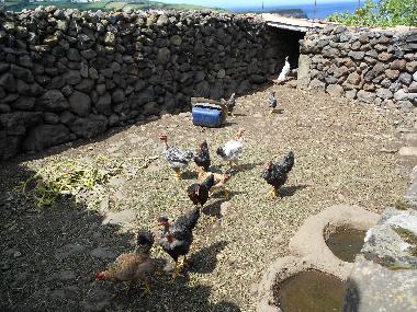 Ferienhaus in Quatro Ribeiras, Praia da Vit�ria (Azoren) oder Ferienwohnung oder Ferienhaus