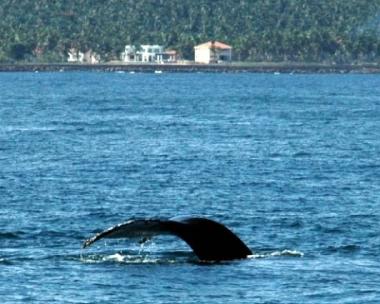 Ferienhaus in El Frances (Samana) oder Ferienwohnung oder Ferienhaus
