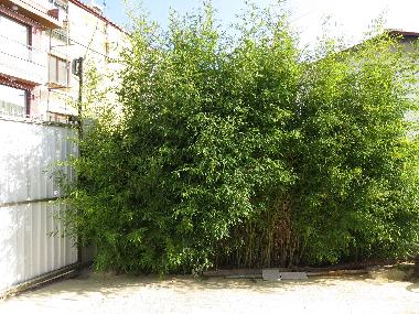 Ferienhaus in Varna (Varna) oder Ferienwohnung oder Ferienhaus