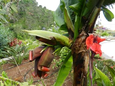 Ferienhaus in Faj� da Ovelha (Madeira) oder Ferienwohnung oder Ferienhaus