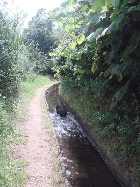 Ferienhaus in Faj� da Ovelha (Madeira) oder Ferienwohnung oder Ferienhaus
