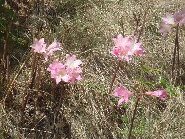 Ferienhaus in Faj� da Ovelha (Madeira) oder Ferienwohnung oder Ferienhaus