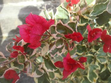 Ferienhaus in Faj� da Ovelha (Madeira) oder Ferienwohnung oder Ferienhaus