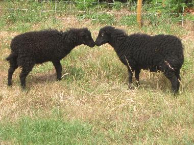 Ferienhaus in PLONEOUR-LANVERN (Finist�re) oder Ferienwohnung oder Ferienhaus