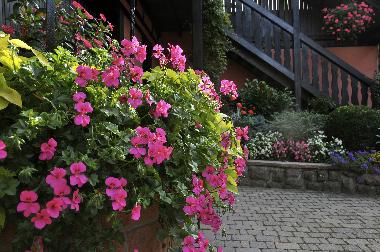 Ferienwohnung in BERGHEIM (Haut-Rhin) oder Ferienwohnung oder Ferienhaus