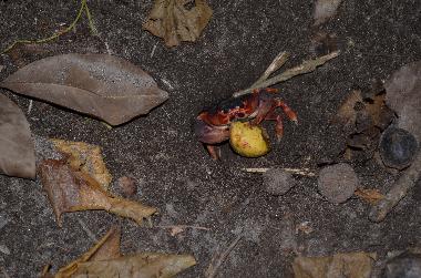 Ferienwohnung in Le Diamant (Martinique) oder Ferienwohnung oder Ferienhaus