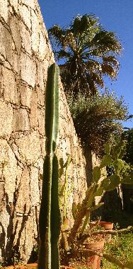 Ferienhaus in Malveira da Serra (Grande Lisboa) oder Ferienwohnung oder Ferienhaus