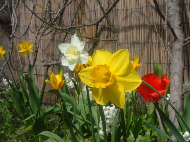 Pension in MALAKOFF (Paris) oder Ferienwohnung oder Ferienhaus