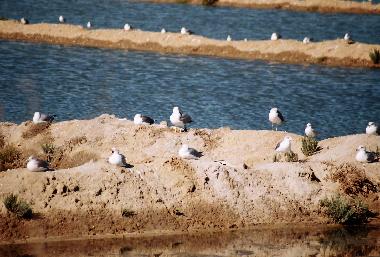 Ferienwohnung in moncarapacho (Algarve) oder Ferienwohnung oder Ferienhaus