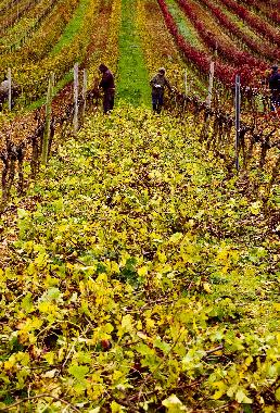 Pension in Manique do Intendente (Grande Lisboa) oder Ferienwohnung oder Ferienhaus