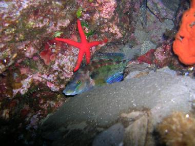 Ferienwohnung in San Giorgio (Messina) oder Ferienwohnung oder Ferienhaus