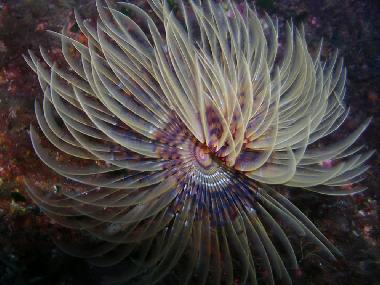 Ferienwohnung in San Giorgio (Messina) oder Ferienwohnung oder Ferienhaus