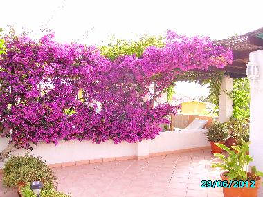 Villa in Pe�iscola (Castell�n / Castell�) oder Ferienwohnung oder Ferienhaus