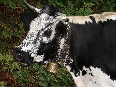 Villa in 88520 (Vosges) oder Ferienwohnung oder Ferienhaus