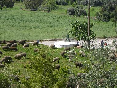 Blick auf die l�ndliche Umgebung