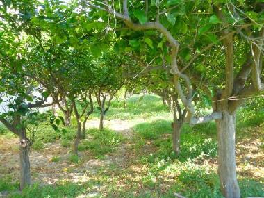 Ferienhaus in Sarantapichiotika (Korinthia) oder Ferienwohnung oder Ferienhaus