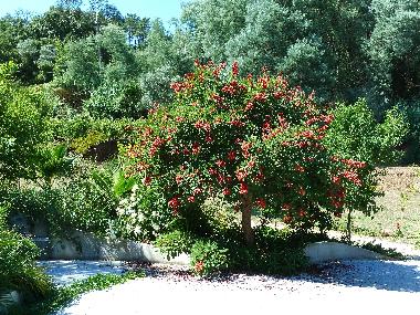 Ferienwohnung in Caneiro - Ma��s de Dona Maria (Pinhal Litoral) oder Ferienwohnung oder Ferienhaus