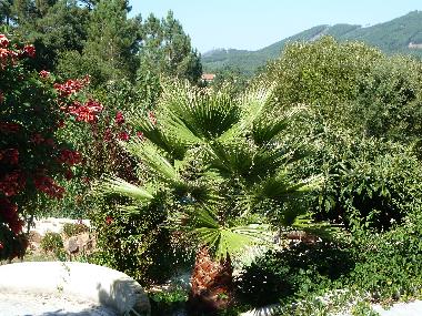 Ferienwohnung in Caneiro - Ma��s de Dona Maria (Pinhal Litoral) oder Ferienwohnung oder Ferienhaus