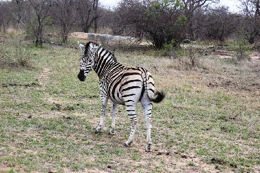 Ferienhaus in Hoedspruit (Northern Province) oder Ferienwohnung oder Ferienhaus