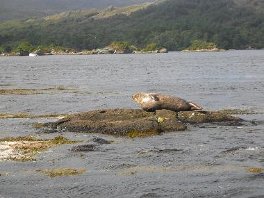 Seehund in der Kenmare-Bucht